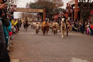 Ft Worth Cattle Drive